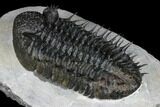 Spiny Drotops Armatus Trilobite - Excellent Preparation #181850-4